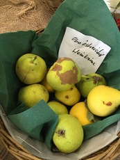 Österreichische Weinbirne.jpg